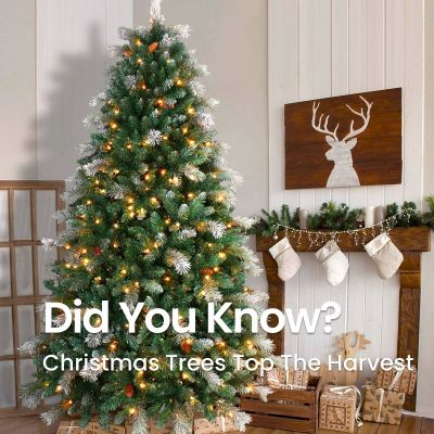 Christmas Trees Top The Harvest