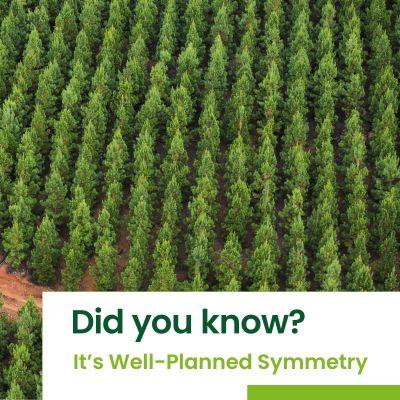 The Structure Of Timber Plantations