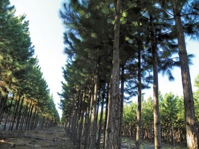 Cape Faces A Growing Pine Shortage